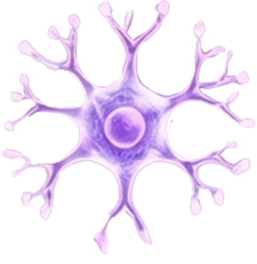 Nerve